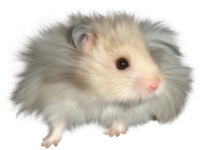 gerbil-hamster-tooth-fairy-house-mouse-muis-long-haired-little-mouse-1df7b2beff7ef61197dd7909b...png