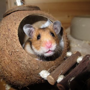 hamster-1803423.jpg