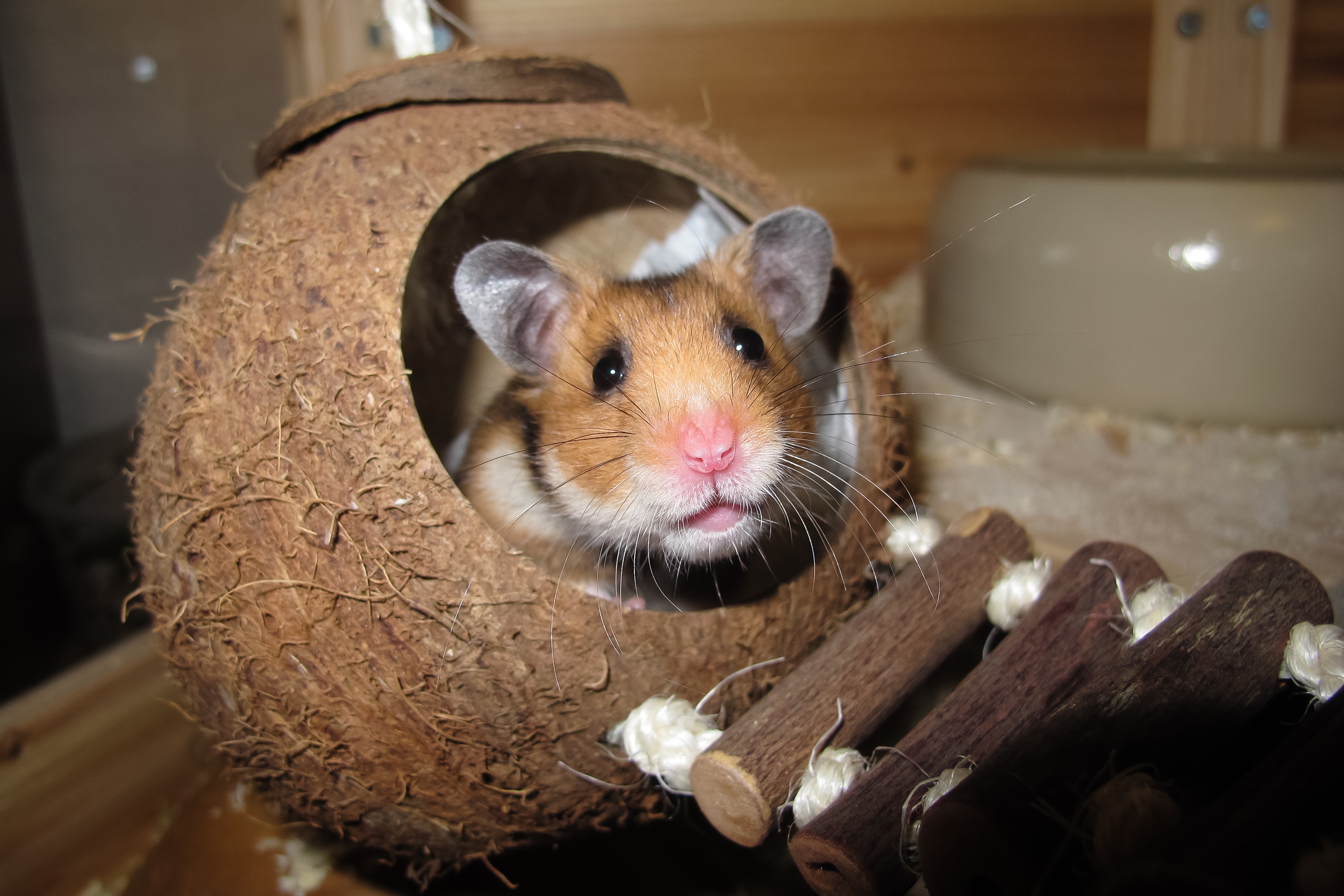 hamster-1803423.jpg